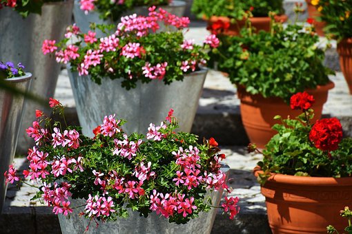 Spring Gardening Ideas For Tenants Noahs